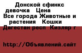 Донской сфинкс девочка › Цена ­ 15 000 - Все города Животные и растения » Кошки   . Дагестан респ.,Кизляр г.